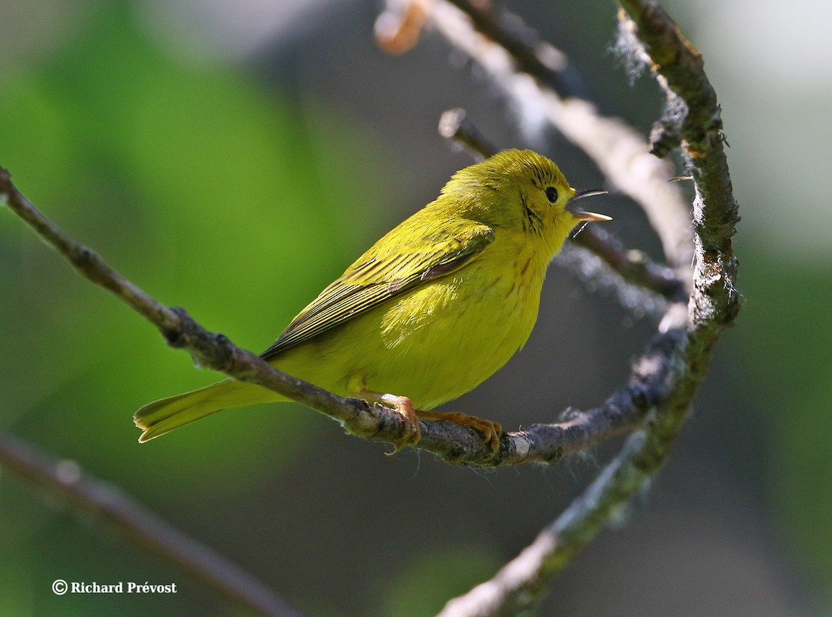 Paruline jaune - ML620528075