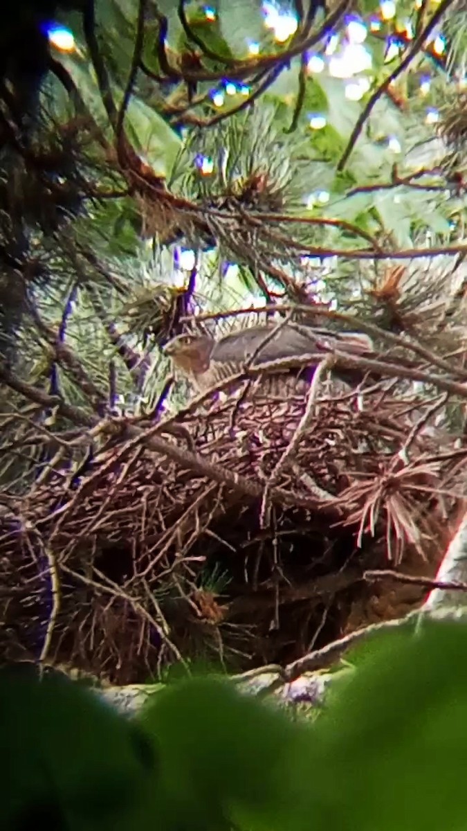 Eurasian Sparrowhawk - ML620528077