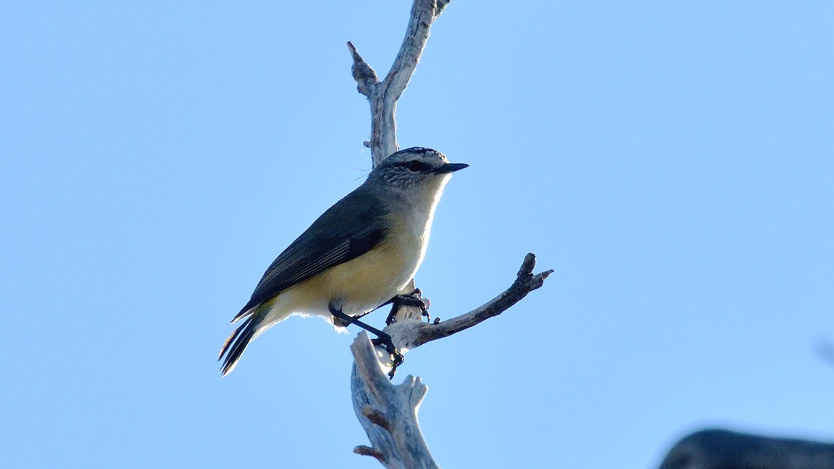 Yellow-rumped Thornbill - ML620528081