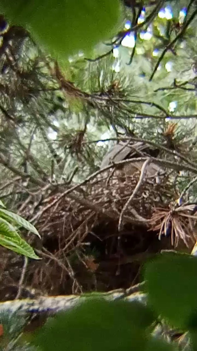 Eurasian Sparrowhawk - ML620528086