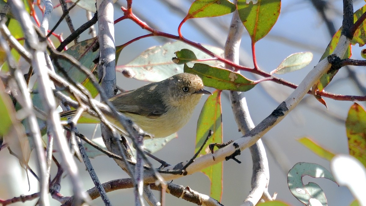 Western Thornbill - ML620528091