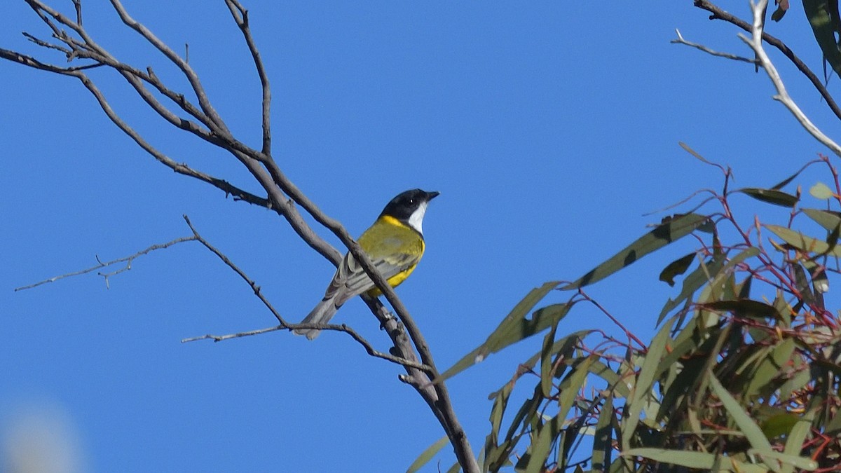 Golden Whistler (Western) - ML620528093
