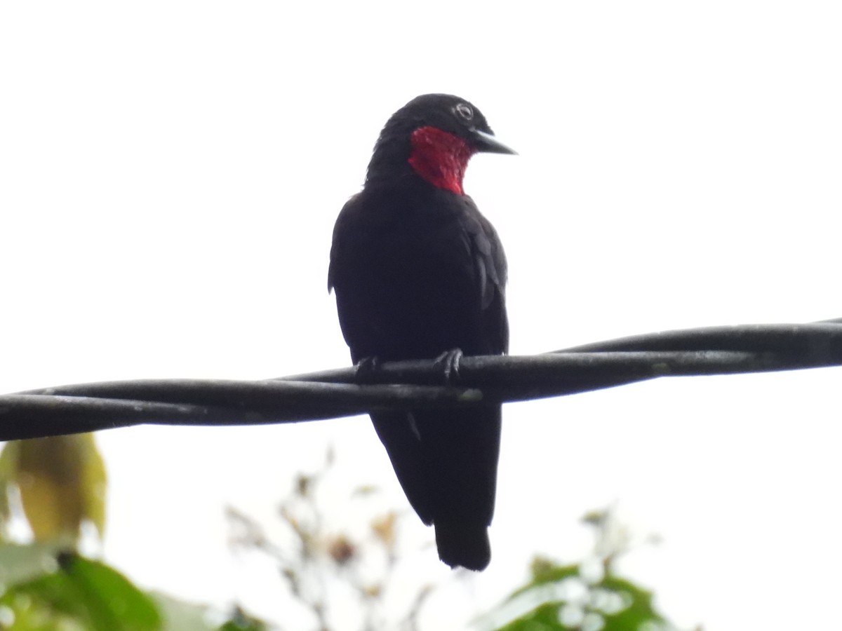 Cotinga Quérula - ML620528094