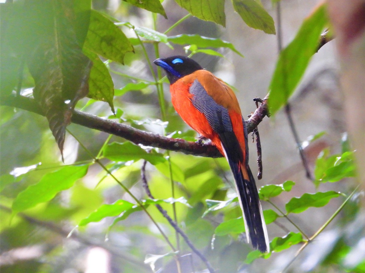 Trogon de Duvaucel - ML620528095