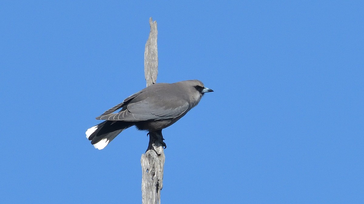 Black-faced Woodswallow - Elaine Rose