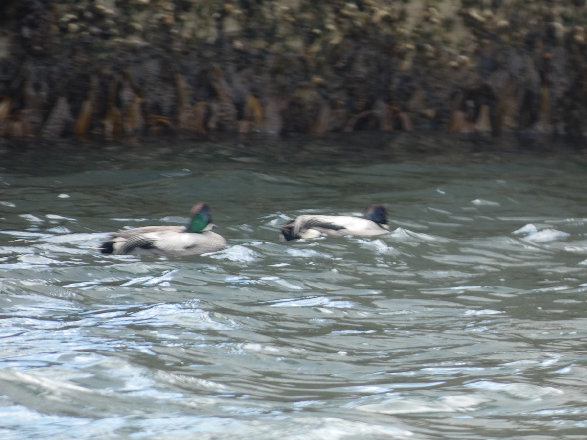 Falcated Duck - ML620528100