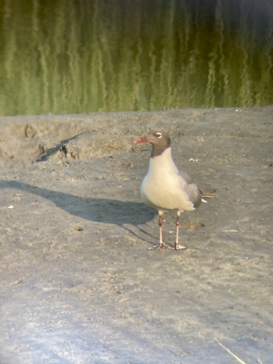 Laughing Gull - ML620528101