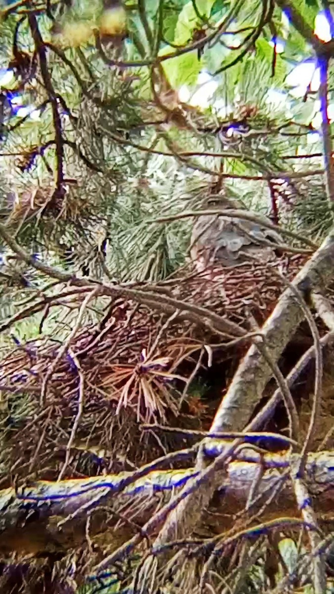 Eurasian Sparrowhawk - ML620528103