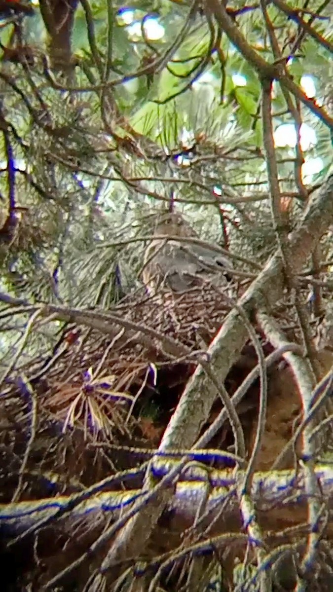 Eurasian Sparrowhawk - ML620528104