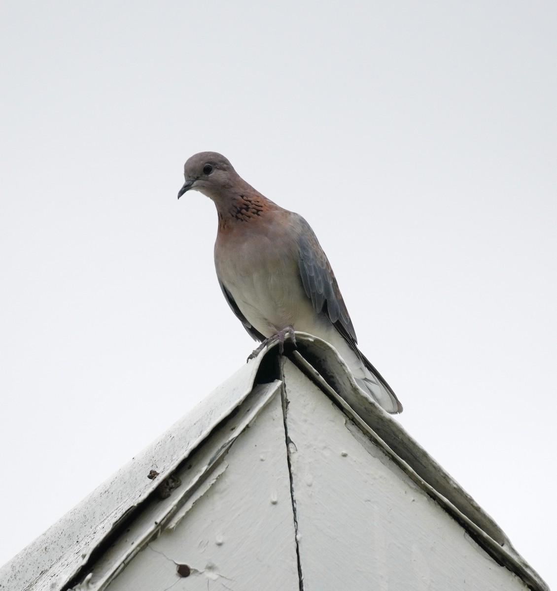 Laughing Dove - ML620528107