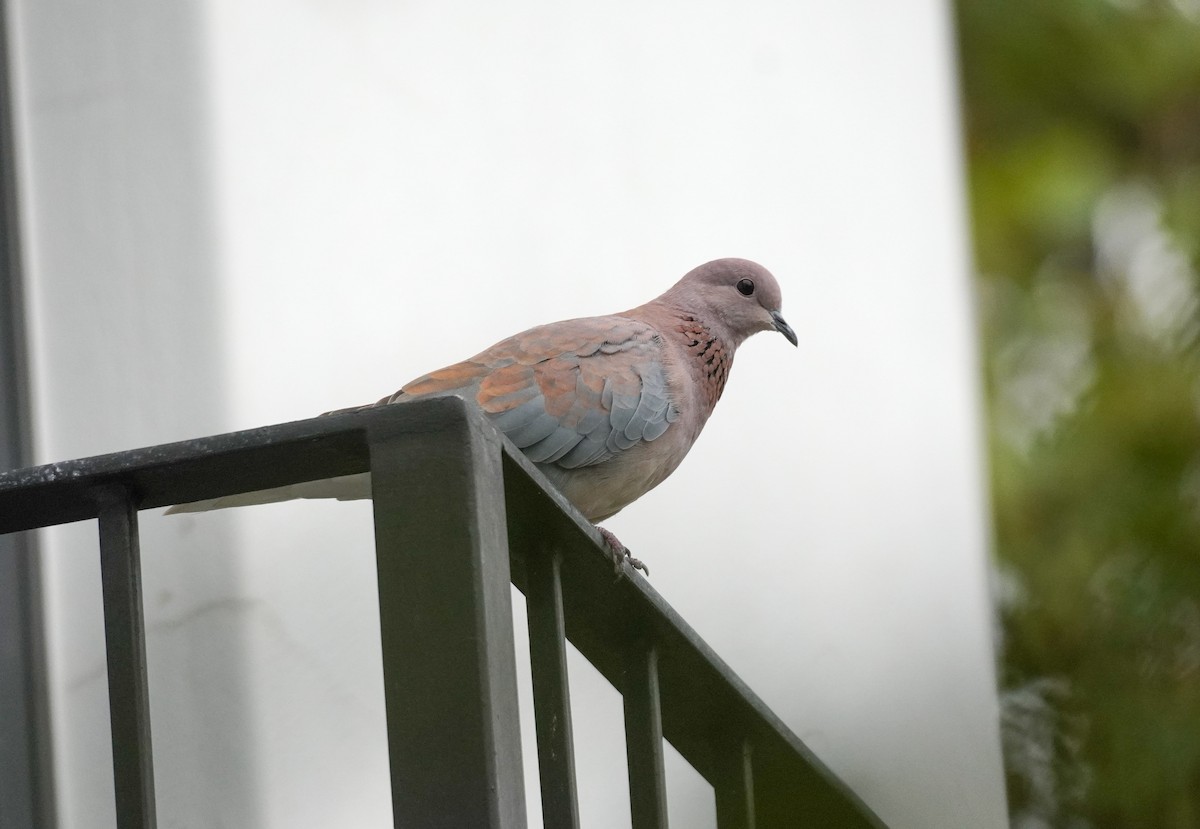 Laughing Dove - ML620528108