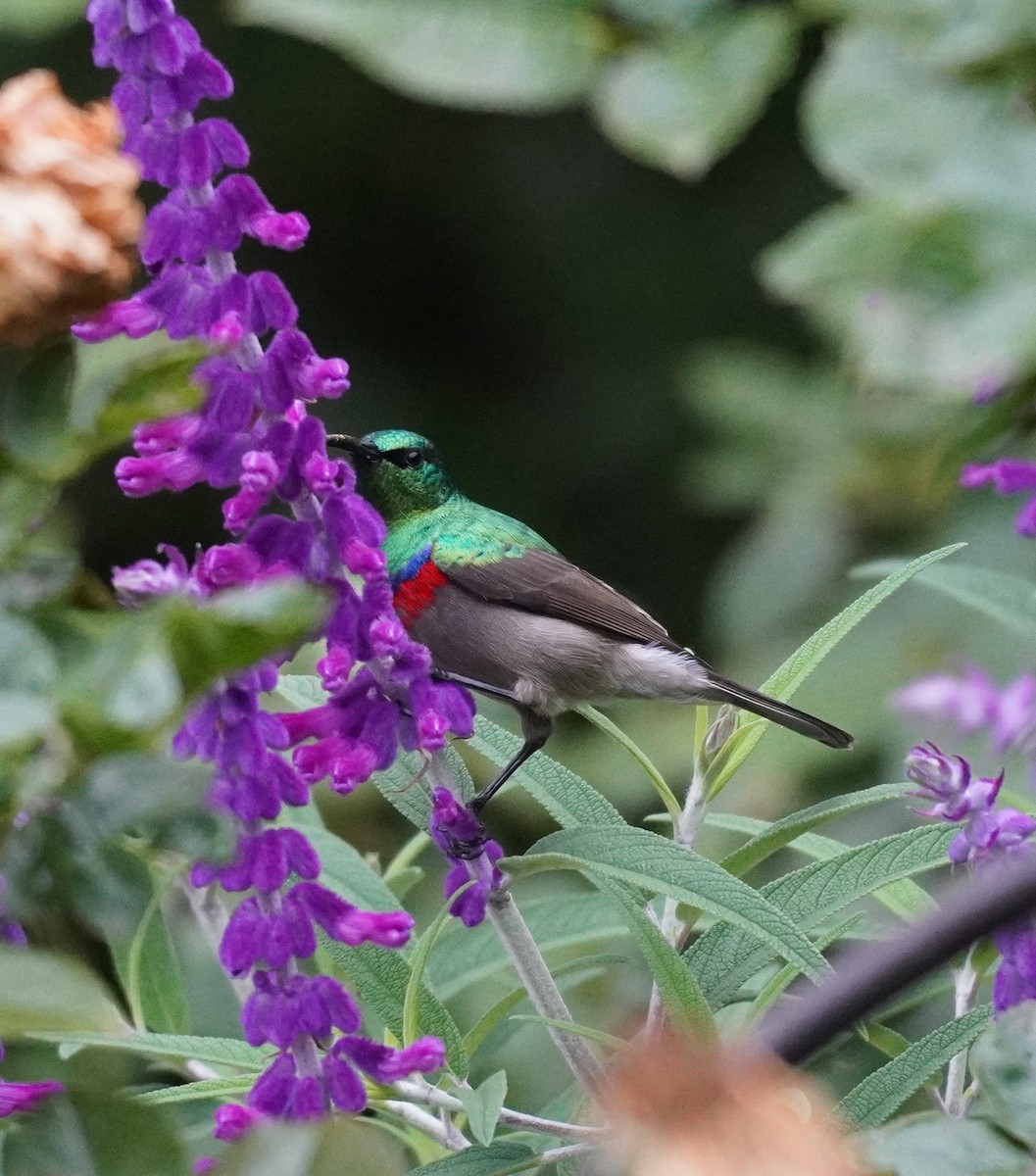 Southern Double-collared Sunbird - ML620528113