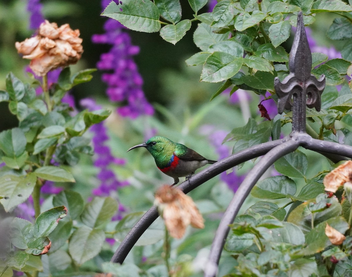 Southern Double-collared Sunbird - ML620528114