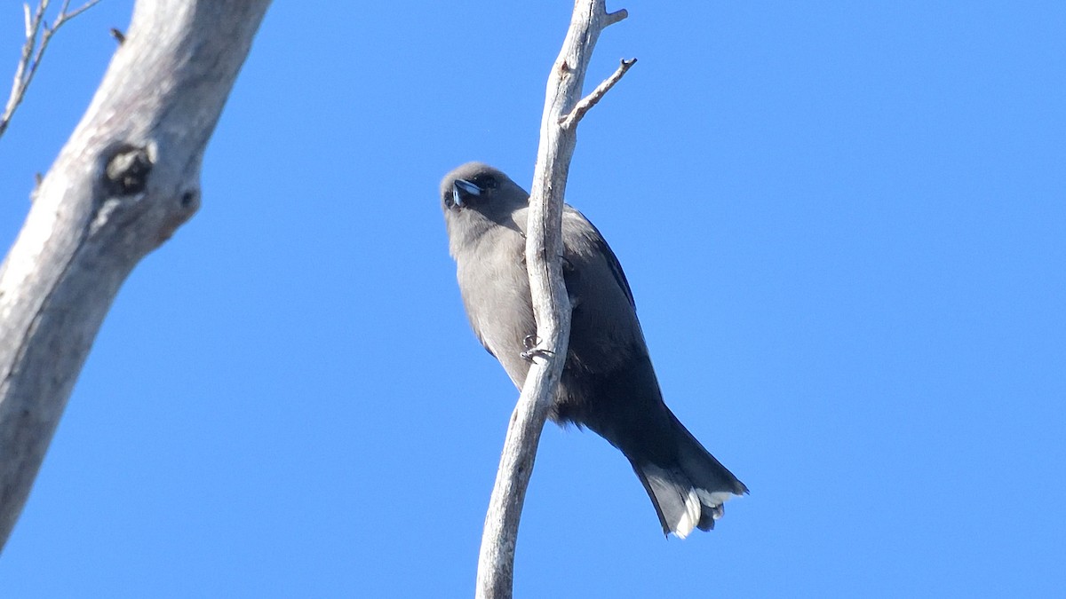 Dusky Woodswallow - ML620528116