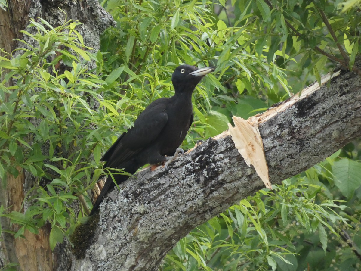 Black Woodpecker - ML620528118