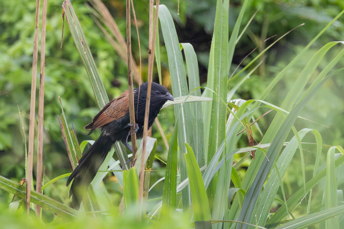 Lesser Coucal - ML620528119