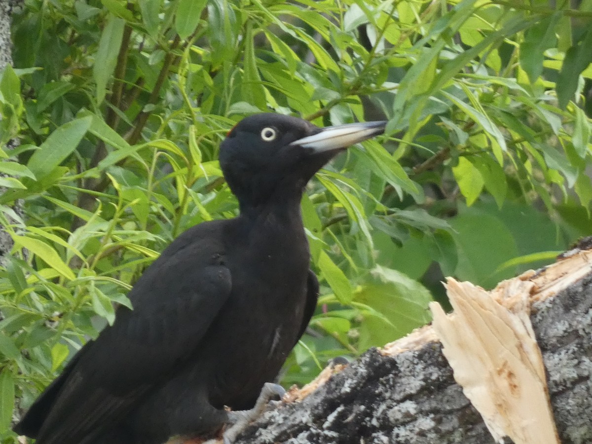 Black Woodpecker - ML620528120