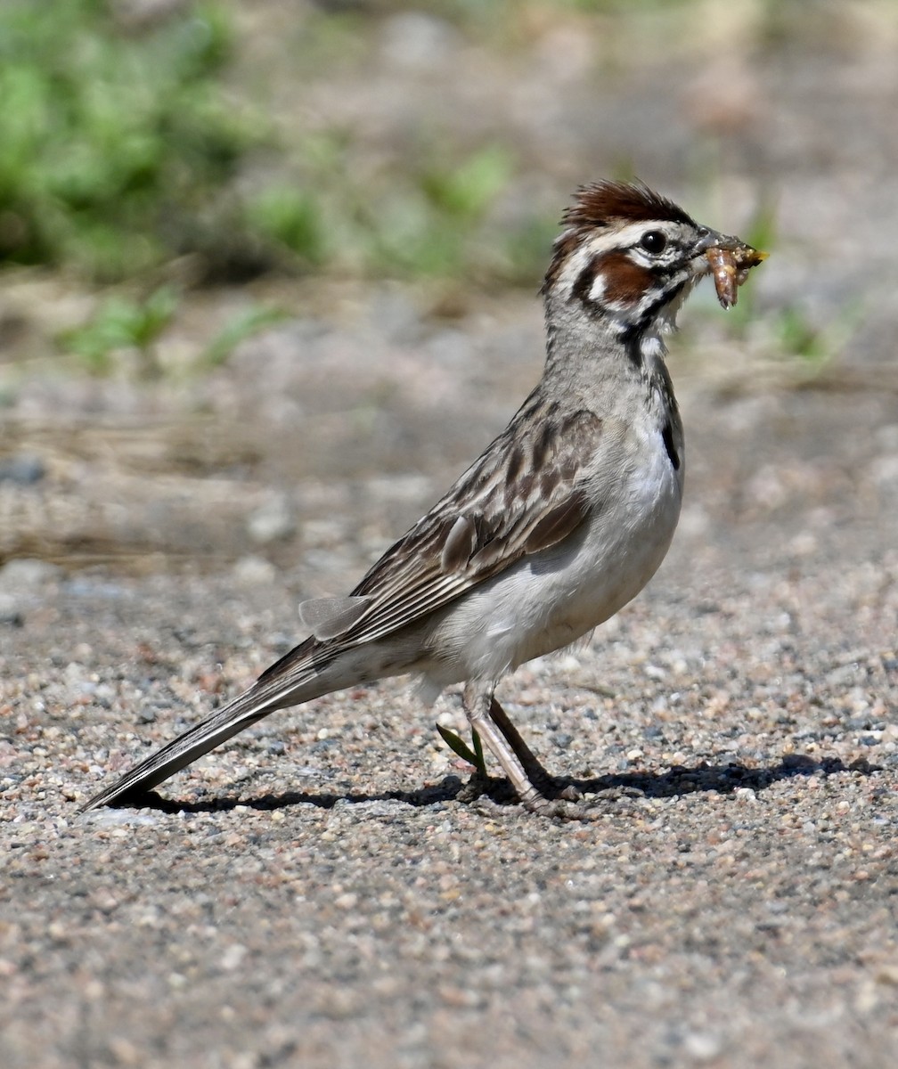 Lark Sparrow - ML620528124