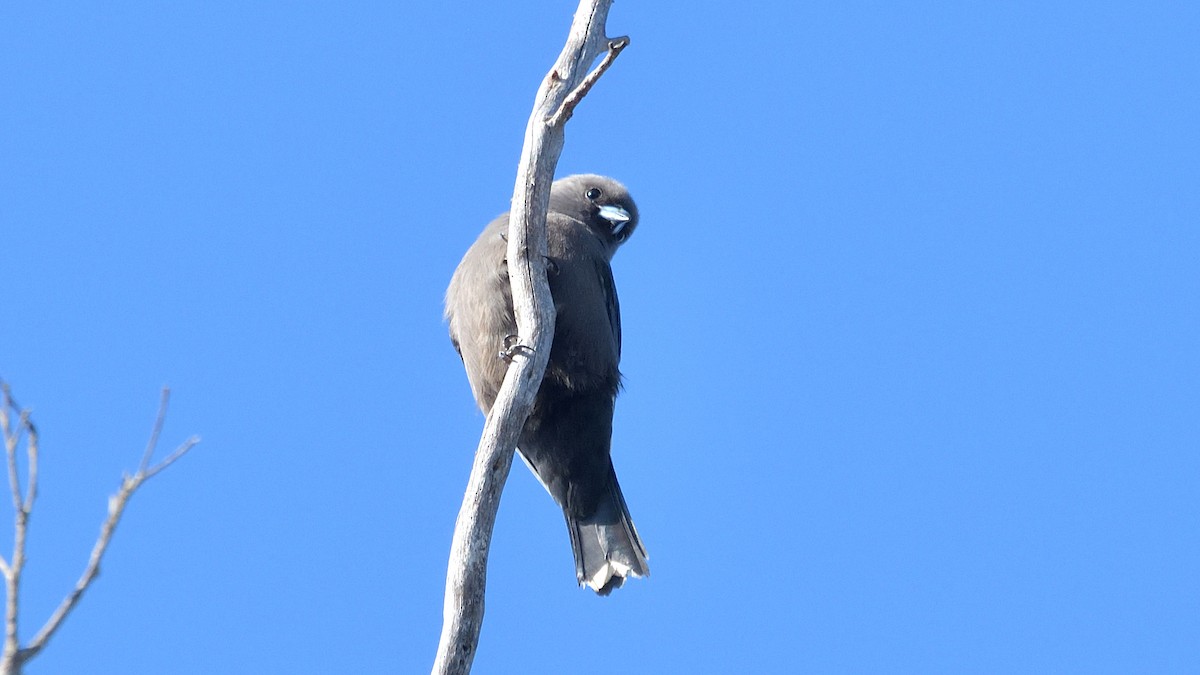 Dusky Woodswallow - ML620528126