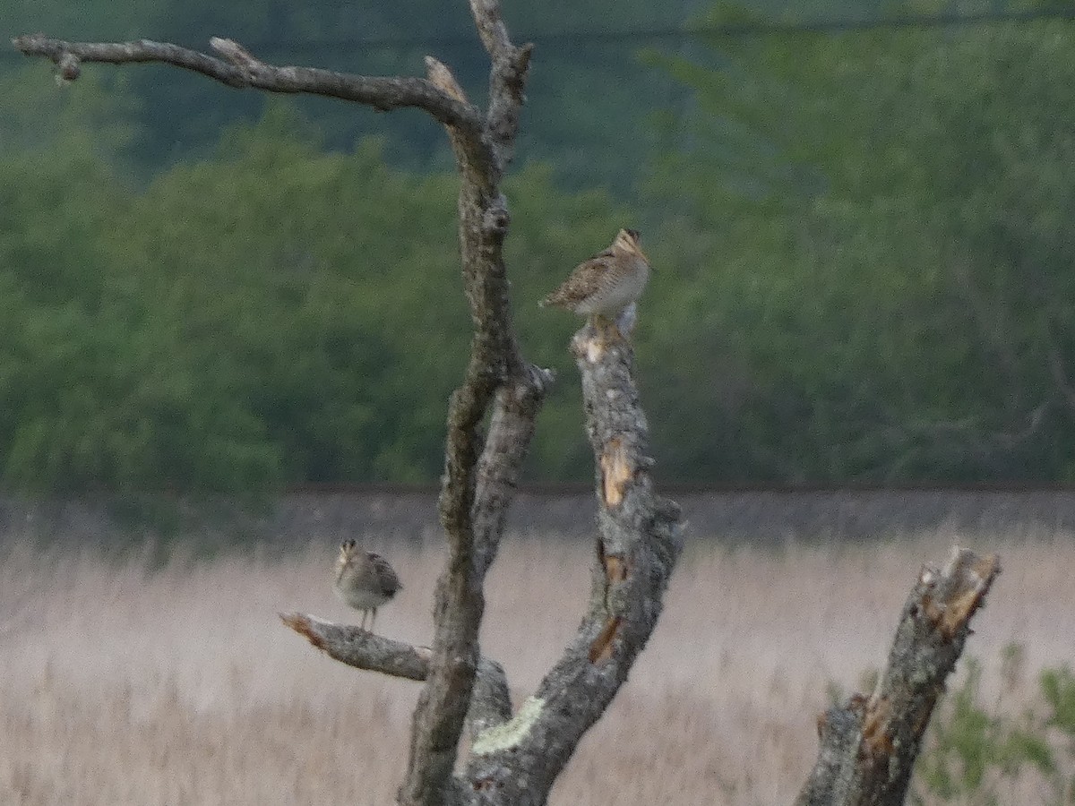 Latham's Snipe - ML620528127