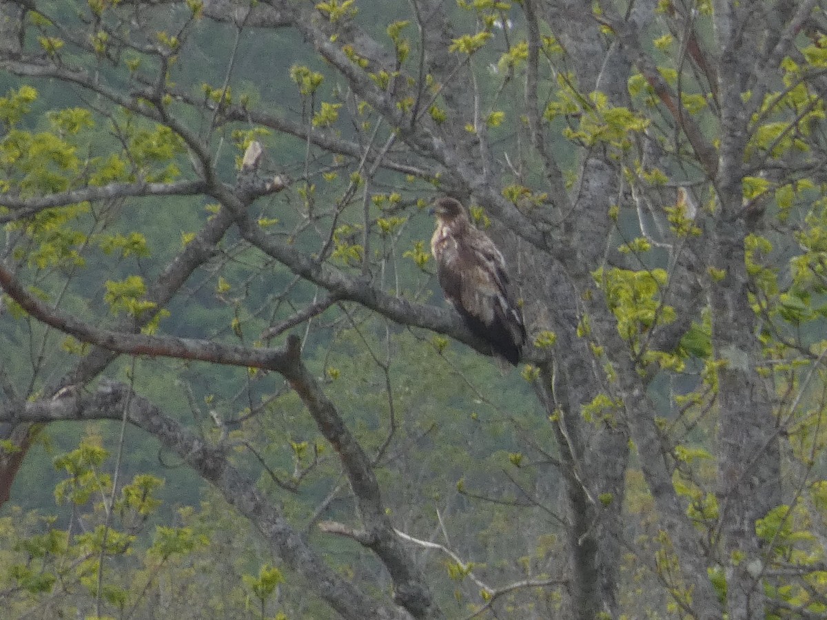 White-tailed Eagle - ML620528132