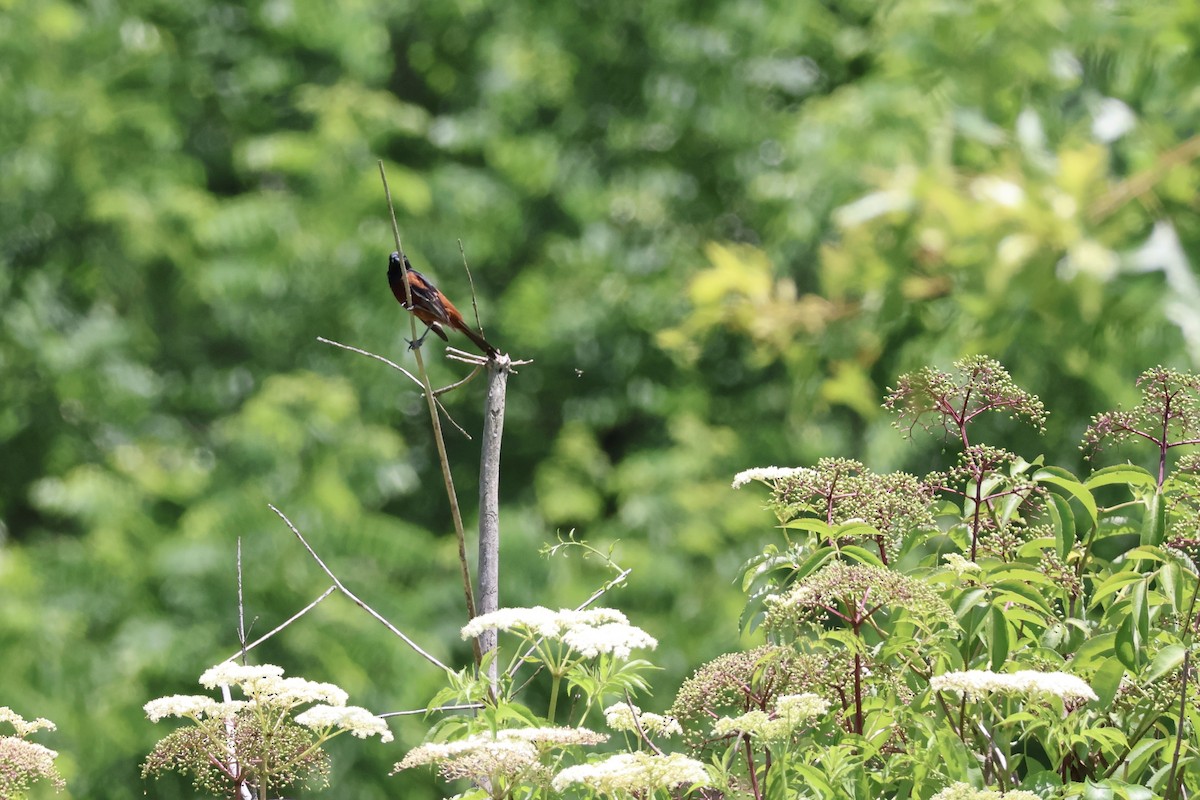 Orchard Oriole - ML620528137