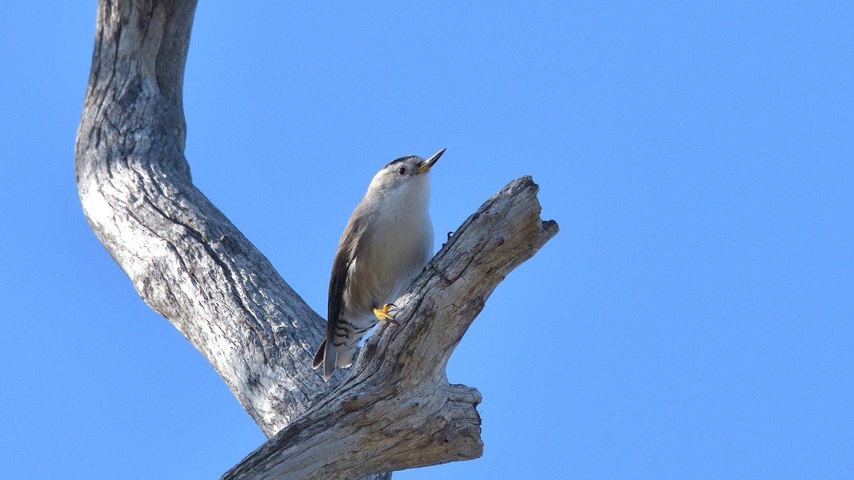 Varied Sittella - ML620528144