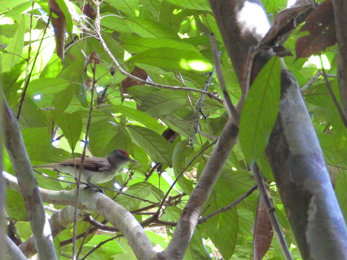 Rufous-crowned Babbler - ML620528145