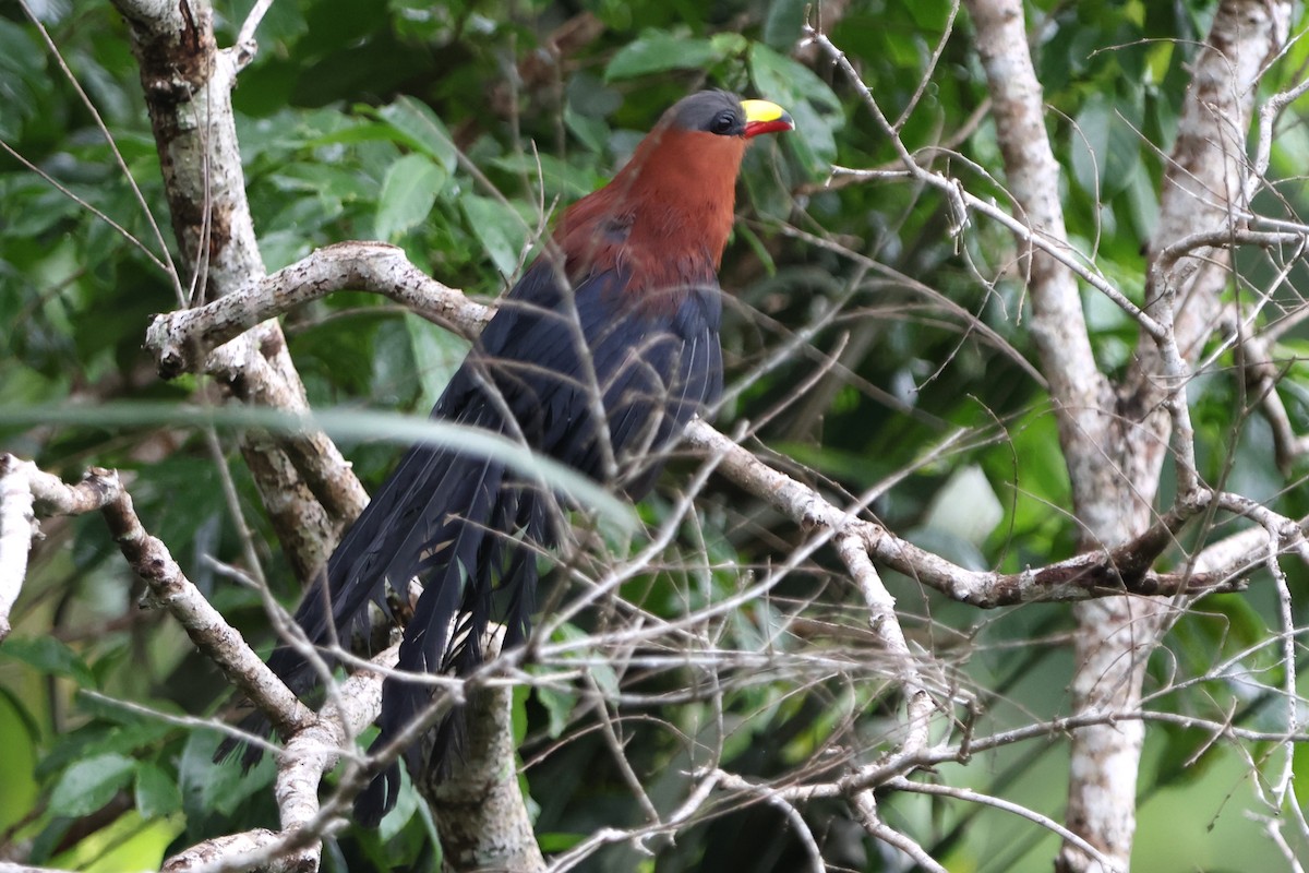 Yellow-billed Malkoha - ML620528148