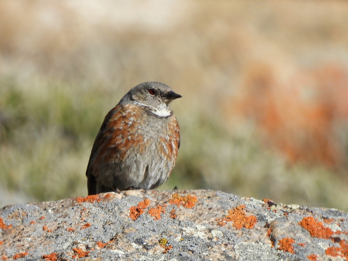 Altai Accentor - ML620528154