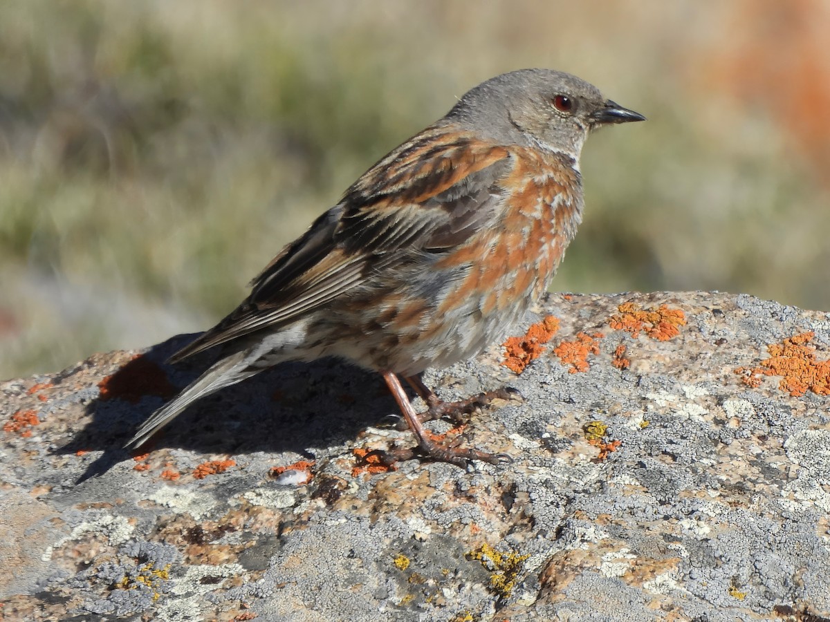 Altai Accentor - ML620528155