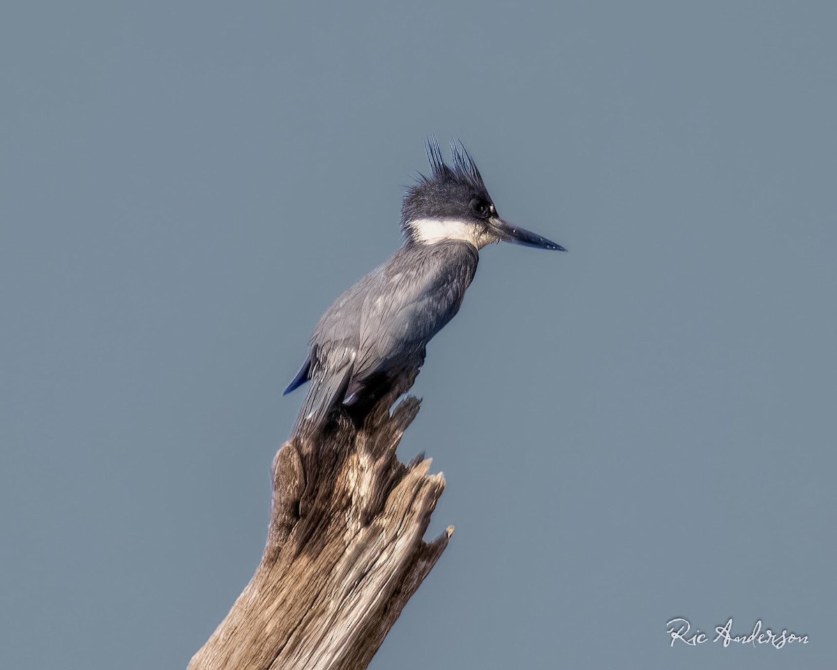 Belted Kingfisher - ML620528156
