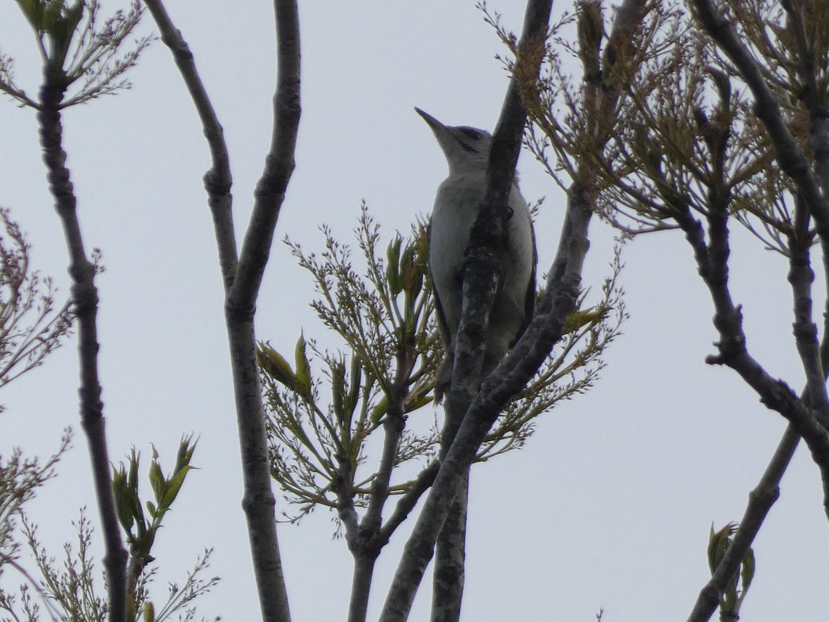 Gray-headed Woodpecker - ML620528161