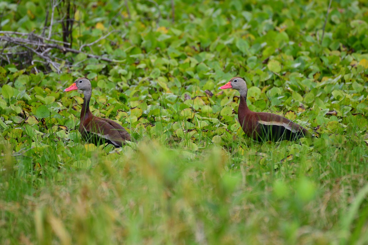 Black-bellied Whistling-Duck - ML620528165