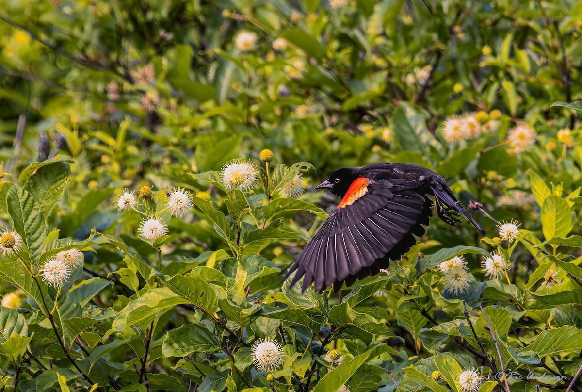 Red-winged Blackbird - Ric Anderson