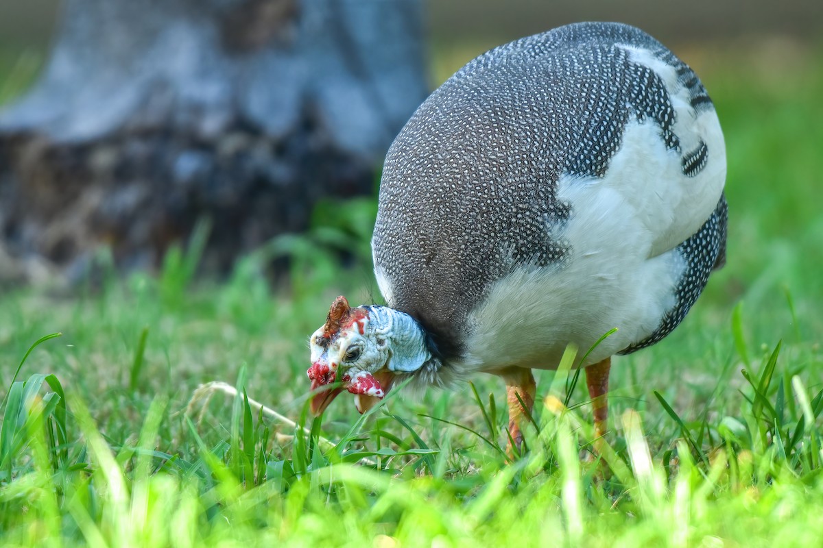 Helmeted Guineafowl (Domestic type) - ML620528180