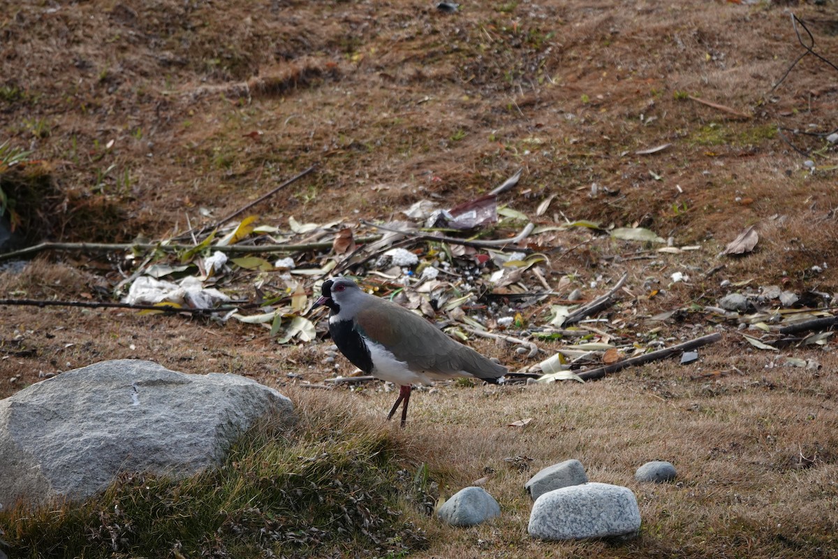 Southern Lapwing - Guillermo Amico