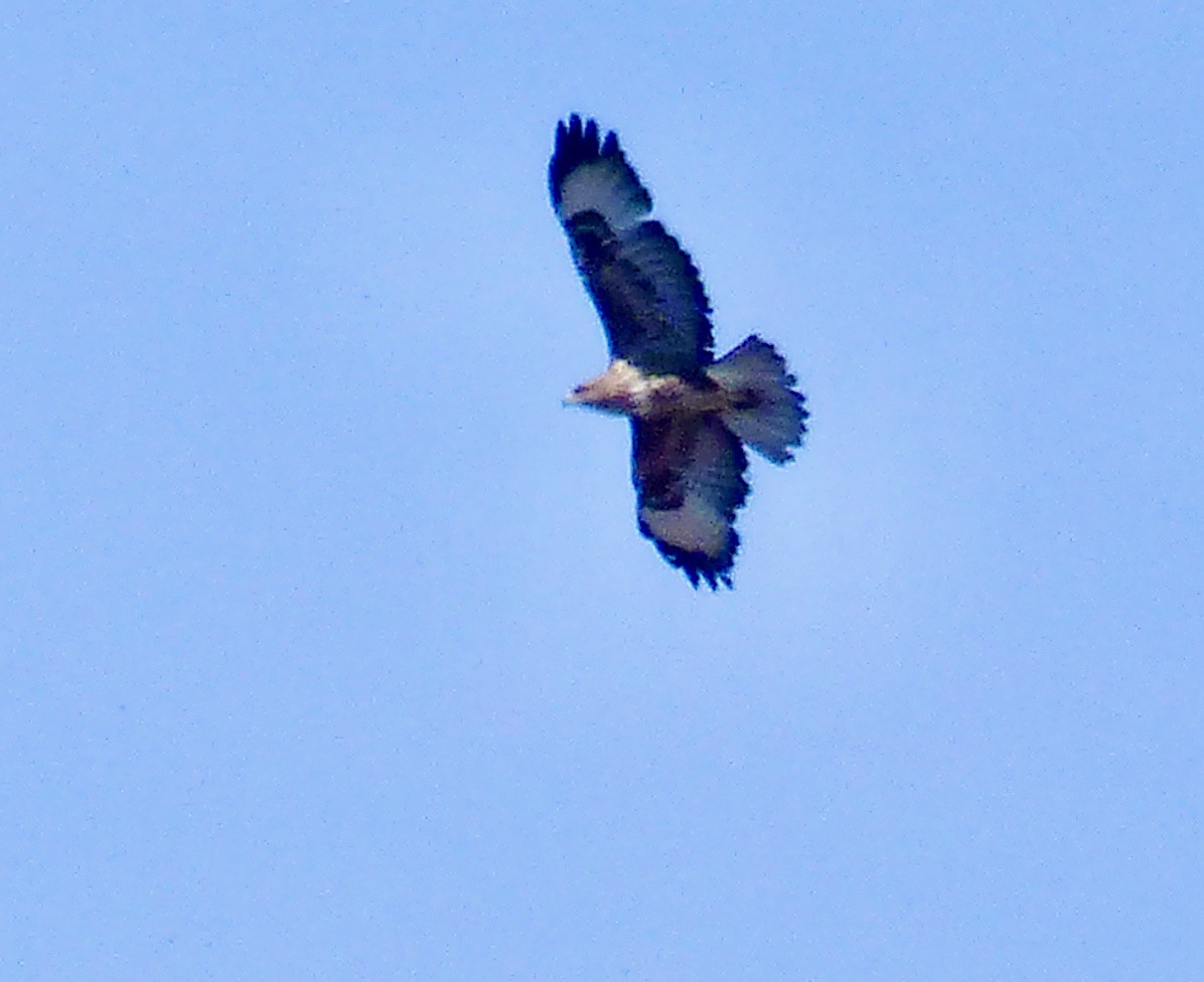 Common Buzzard - ML620528185