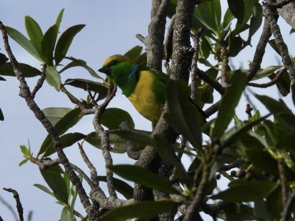 Golden-browed Chlorophonia - ML620528187