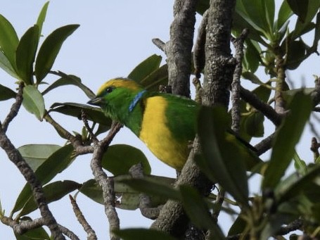 Golden-browed Chlorophonia - ML620528188