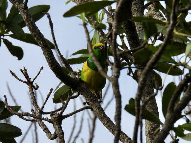 Golden-browed Chlorophonia - ML620528189