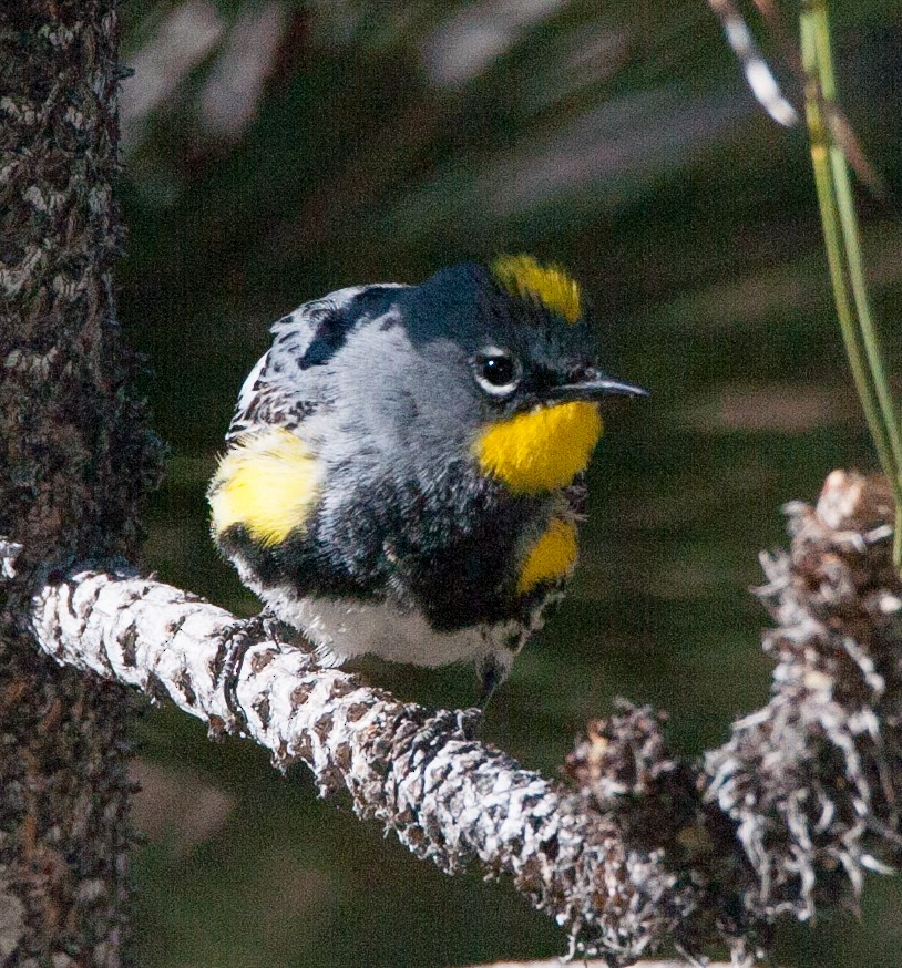 Yellow-rumped Warbler (Audubon's) - ML620528192