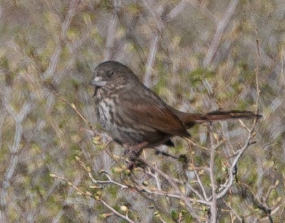 Fox Sparrow (Thick-billed) - ML620528195