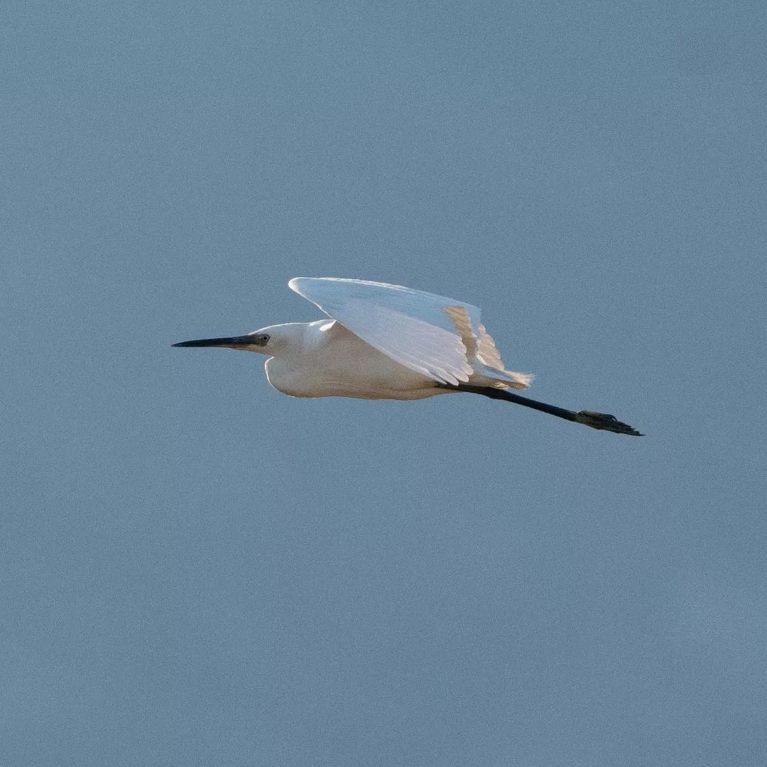 Little Egret - ML620528218