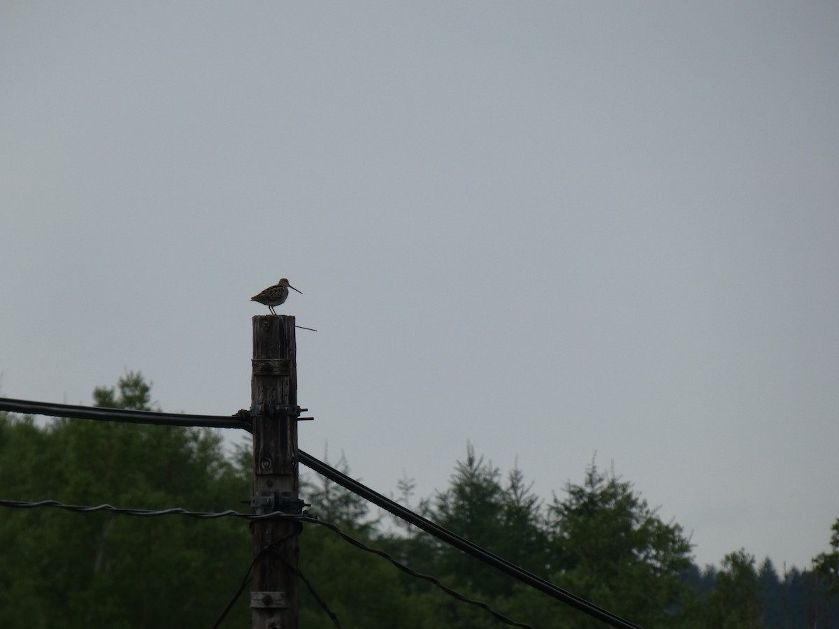 Latham's Snipe - ML620528222