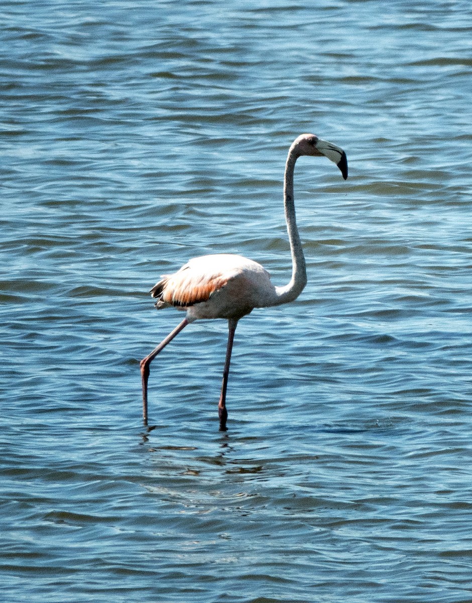 Amerika Flamingosu - ML620528225