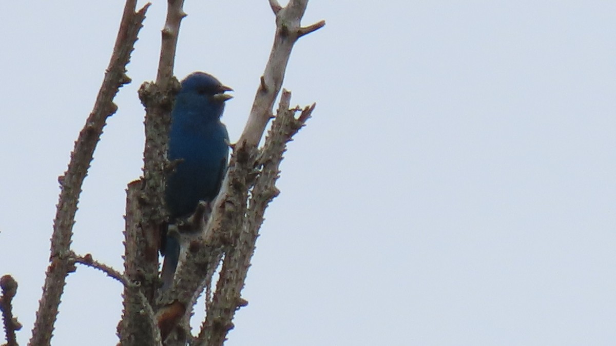 Indigo Bunting - ML620528229