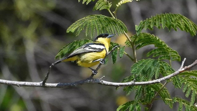 Common Iora - ML620528232
