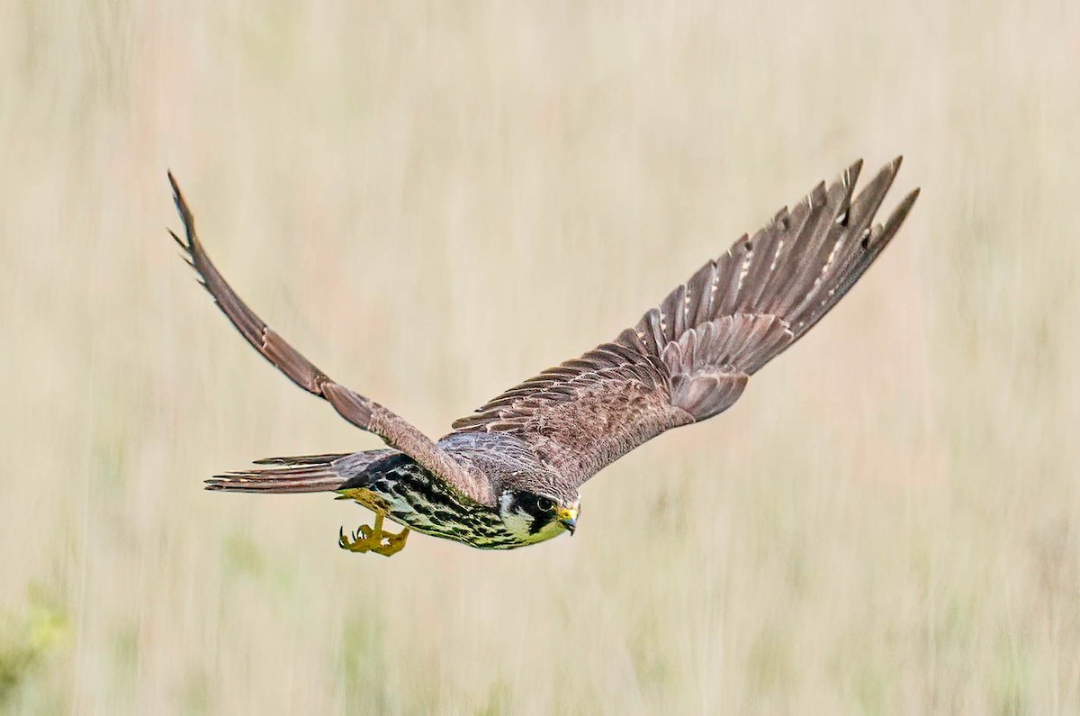 Eurasian Hobby - ML620528244