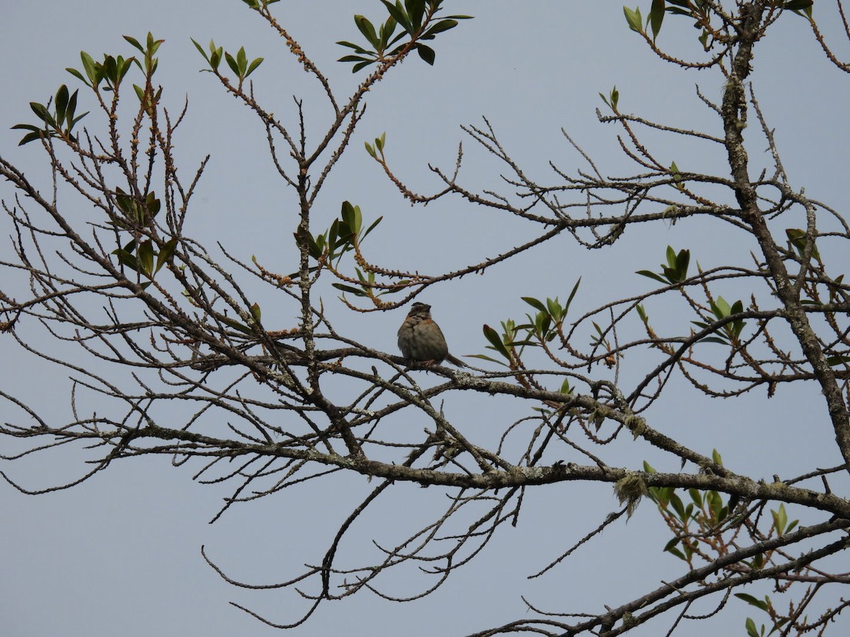 Rufous-collared Sparrow - ML620528248